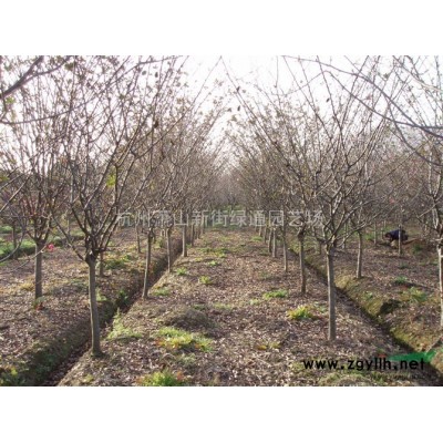 供应海桐盆栽苗、海桐容器苗基地直销批发