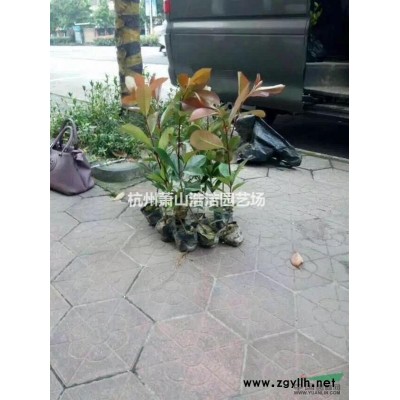 供应金叶犹工程苗、萧山工程苗直销配送基地