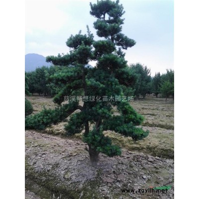 慈溪畅想绿化苗木园艺场鸡爪槭*低价