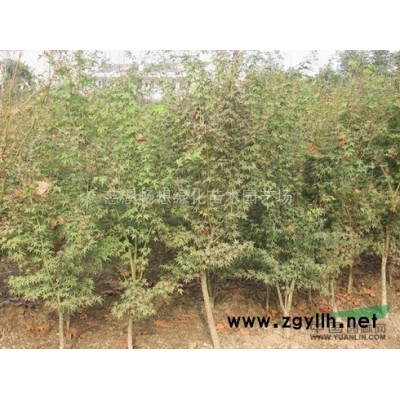 慈溪畅想绿化苗木园艺场红梅*低价