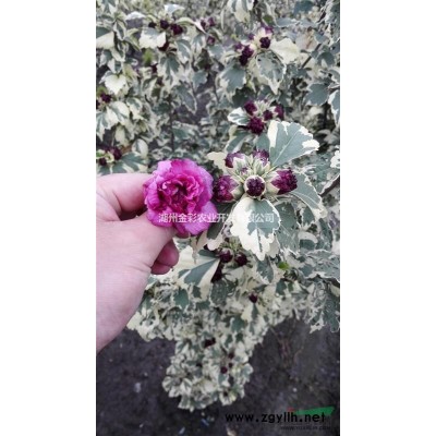 红火箭紫薇 开花