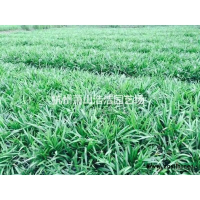 浙江红豆杉小苗、南方红豆杉精品苗，各种大小规格红豆杉苗