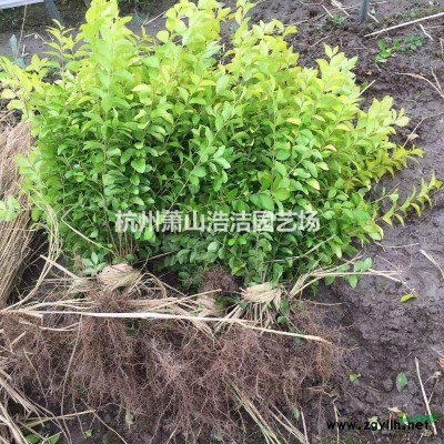 供应杨梅树/枇杷树及各类果树