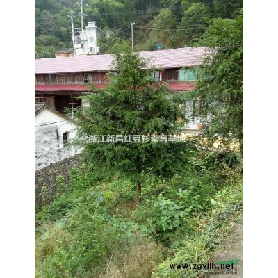 供应10公分红豆杉占地苗