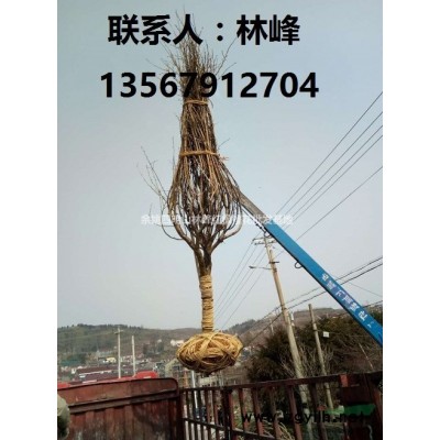 红枫，日本红枫，溪口红枫，四明山红枫，余姚红枫