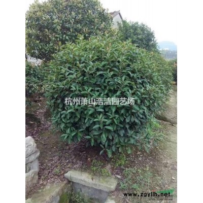 供应金叶女贞小毛球