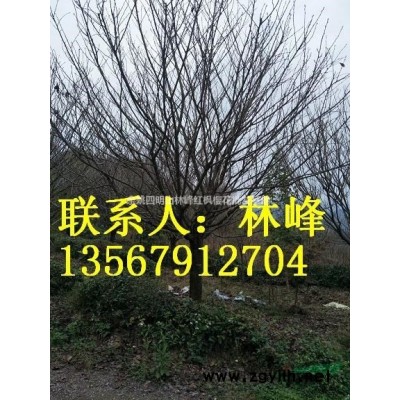 四明山红枫 中国红枫之乡四明山特产