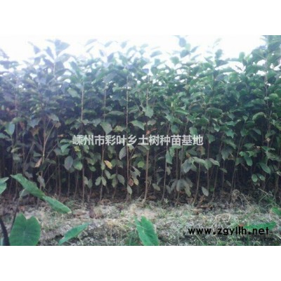 出售精品巨紫荆苗