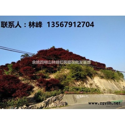 浙江优秀苗木供应商/供应红枫樱花