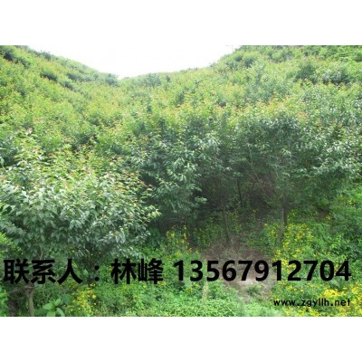 国内*大*多*红的红枫批发基地