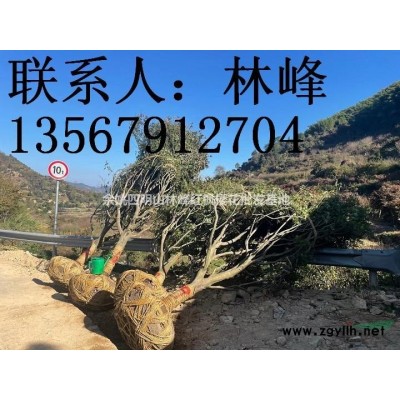 余姚四明山红枫樱花基地