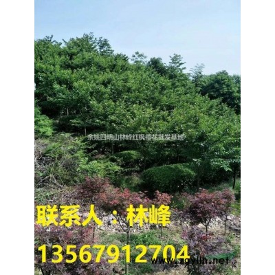 供应3-12公分红枫，日本红枫