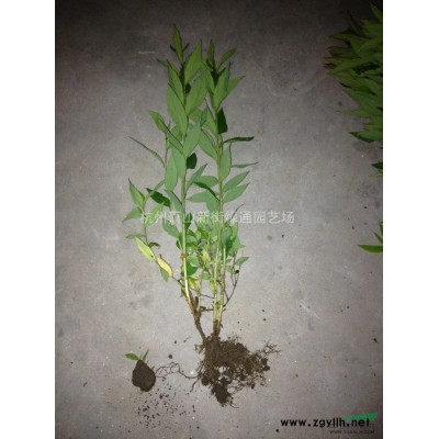 供应过路黄（别名：金钱草、真金草、走游草、铺地莲等）