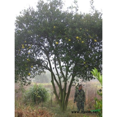 胡柚树，高6-7米，蓬径5-6米，地径25公分以上