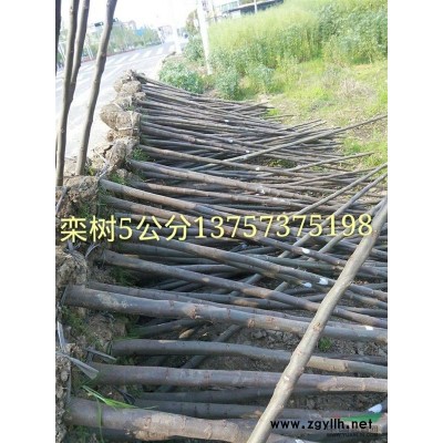 海宁供应落羽杉5公分
