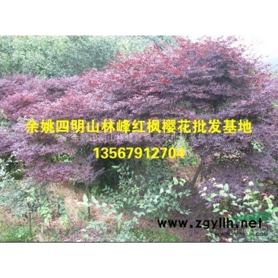 四明山樱花苗木：和樱花牌热水器没关系