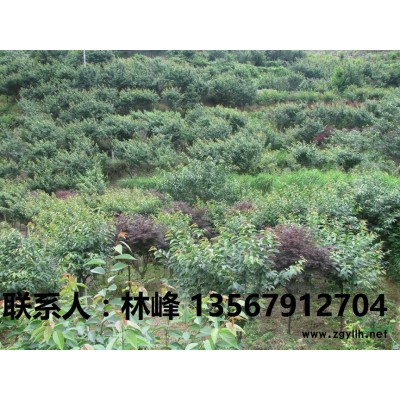 现在种红枫*赚钱/四明山红枫