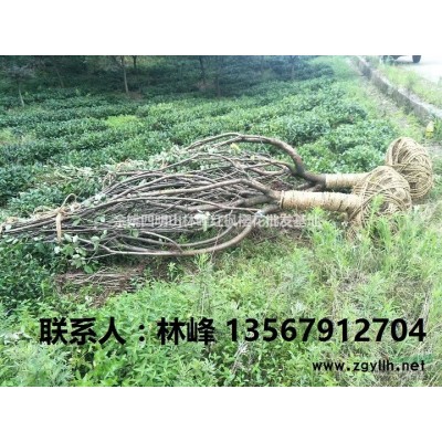 鸡爪槭工程用苗、鸡爪槭工程报价