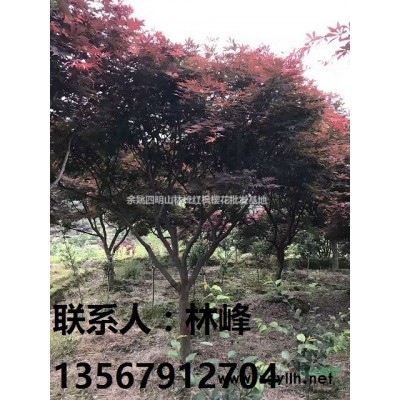 种植樱花的技术/如何种植樱花提高成活率