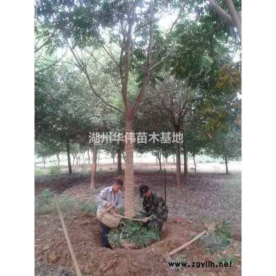 18公分乌桕