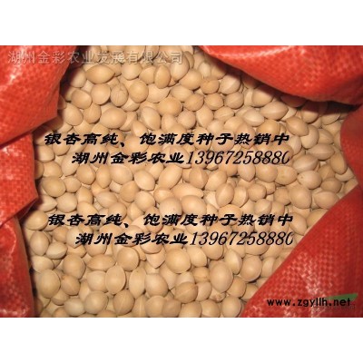 西府海棠当年苗