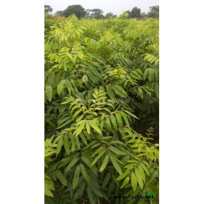 三角枫小苗（变色期）