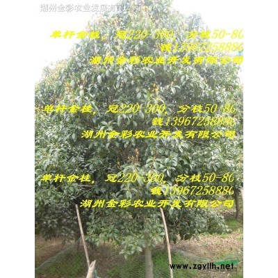 彩蝶槭小苗（预定，数量有限）