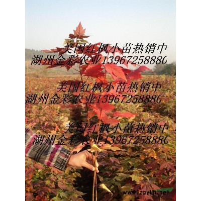 日本红枫种子