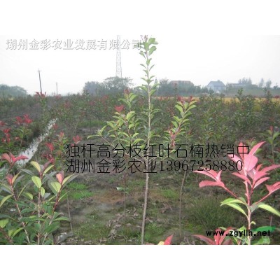 小叶鸡爪槭小苗