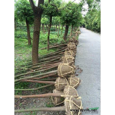香樟、榉树、合欢一年生小苗(数量多)