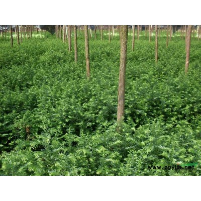 红豆杉3*新价格/红豆杉3报价