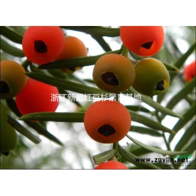 现货供应2--15公分红豆杉 红豆杉小苗