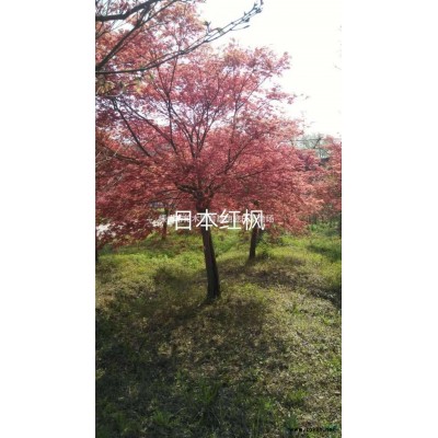 7公分紫薇小苗