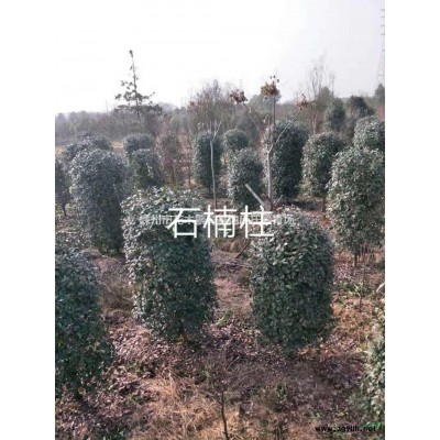 红叶李