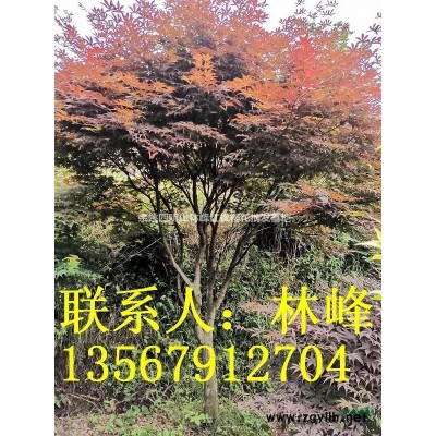 供应3-8CM鸡爪槭