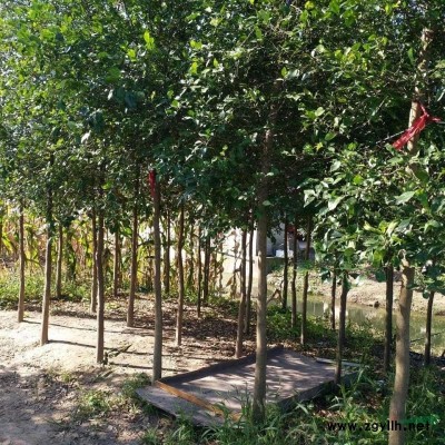 南方樱桃树苗，红妃樱桃苗，南早红樱桃苗黑珍珠樱桃苗1至3年生