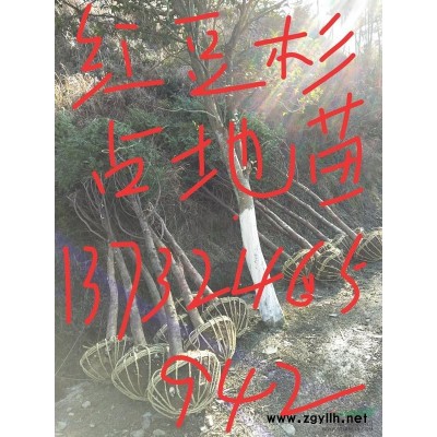 海棠