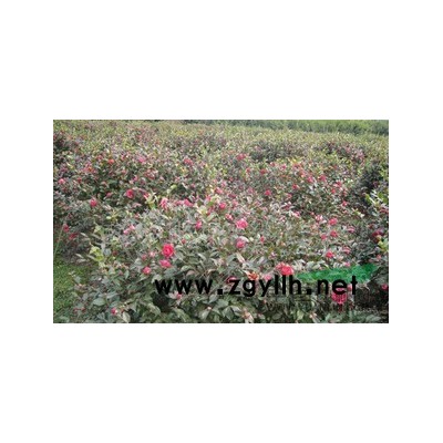 大桂花
