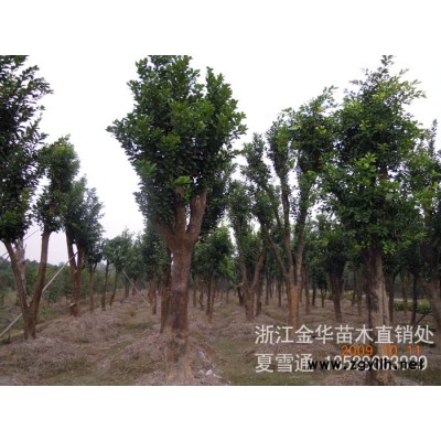 杨梅树