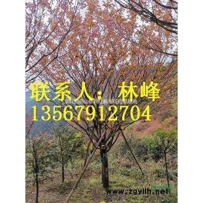 红枫在种植过程中的一些小窍门