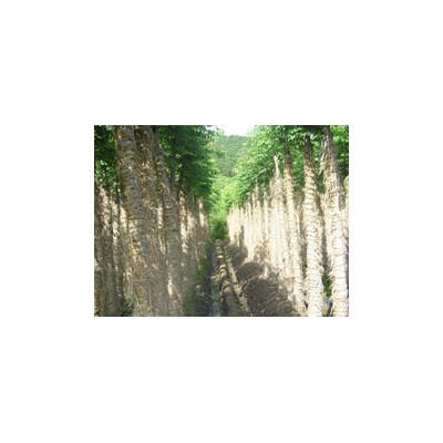 黄山栾树