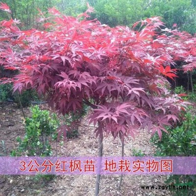 红美人柑橘苗1至3年生，把品种根系好，成活率高