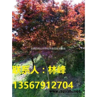 中国红枫的原产地