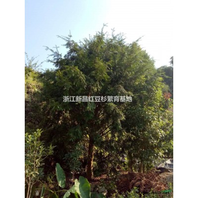 面向*供应红豆杉种子 红豆杉小苗 2--15公分红豆杉