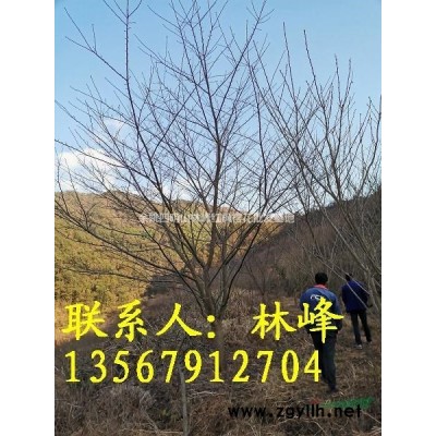 中国红枫樱花，中国樱花，中国红枫