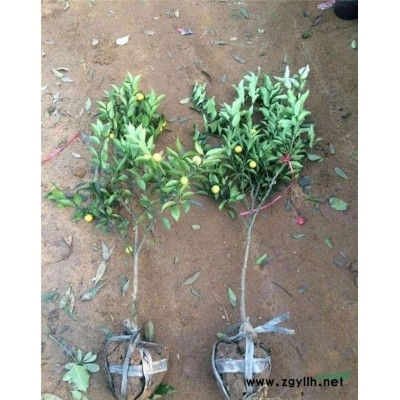 枇杷树苗，白枇杷树苗，1至3年生的枇杷树苗