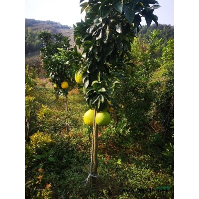 青梅树地径15公分以上