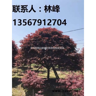 为什么四明山的红枫红的时间*长