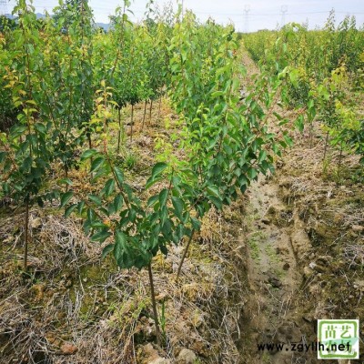 柿子苗，日本脆甜柿苗，太秋甜柿树苗