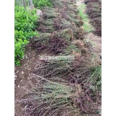 供应桃叶珊瑚杯苗 萧山桃叶珊瑚毛球 特价供应桃叶珊瑚